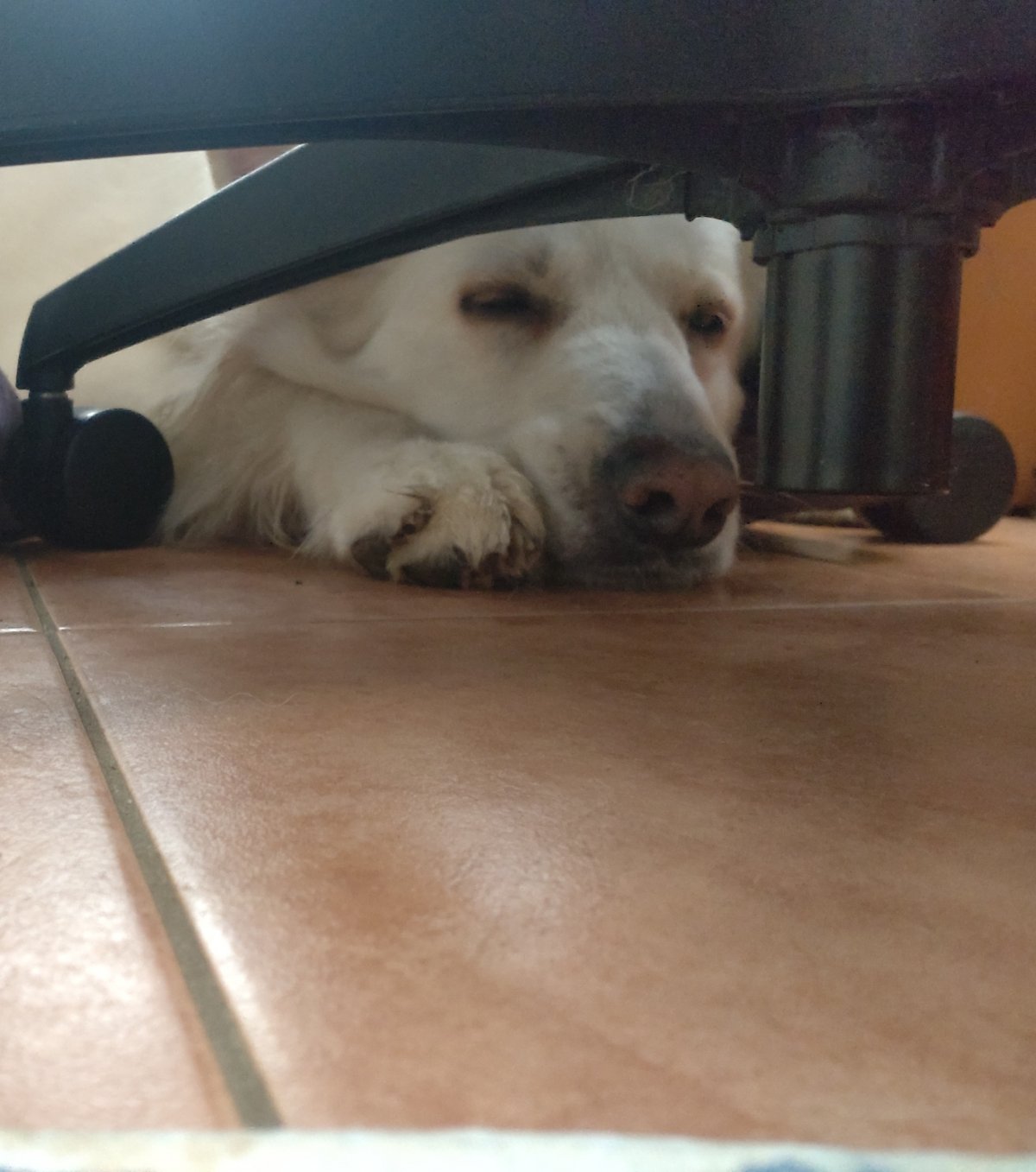 Cozy after her walk