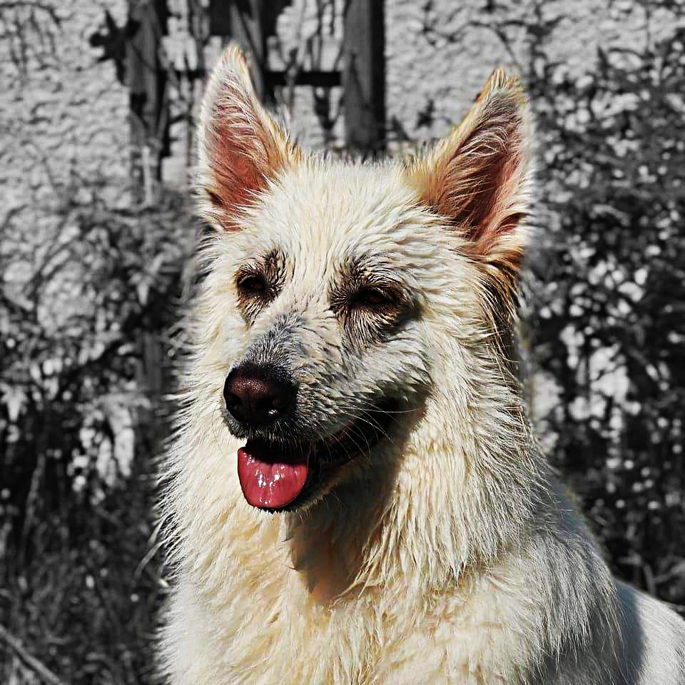 Sunny and Swimming